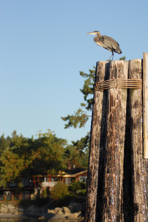 Galiano Oceanfront & 4* Sturdies Bay